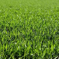 lavori di giardinaggio 