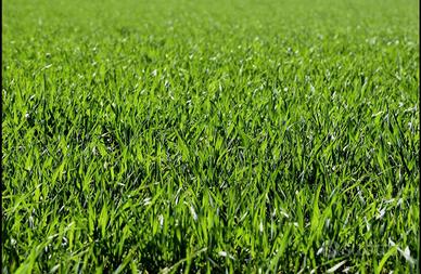 lavori di giardinaggio 