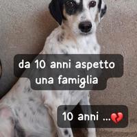 MACCHIA 10 ANNI 18 kg circa