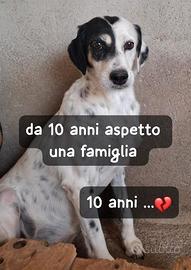 MACCHIA 10 ANNI 18 kg circa