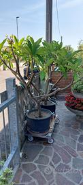 Pianta Plumeria / Frangipani adulta