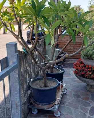 Pianta Plumeria / Frangipani adulta