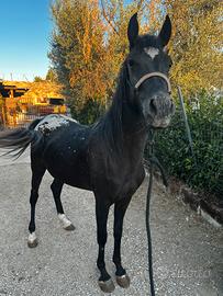 Cavalla
