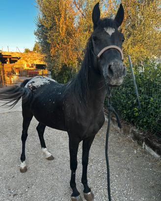 Cavalla