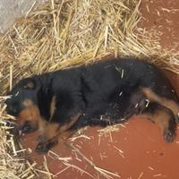 Rottweiler cucciolo