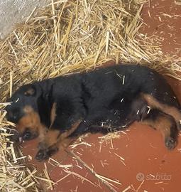 Rottweiler cucciolo