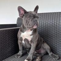 Bulldog Francese