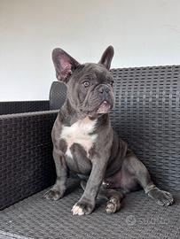 Bulldog Francese