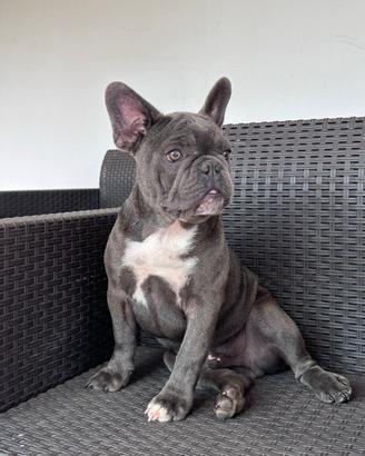 Bulldog Francese