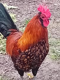 Gallo