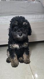 Cucciolo di barboncino phantom