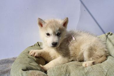 Husky disponibili