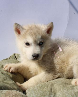 Husky disponibili