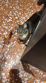 Cucciola Maine coon taglia grande