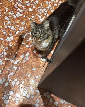 Cucciola Maine coon taglia grande
