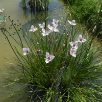 Butomus umbellatus Pianta per laghetto