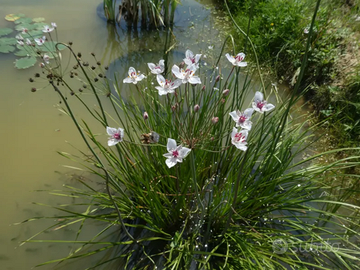 Butomus umbellatus Pianta per laghetto
