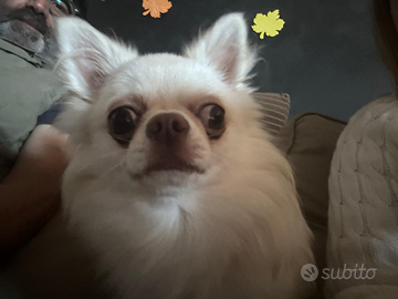 Lillo,chiwawwa a pelo lungo disponibile monta