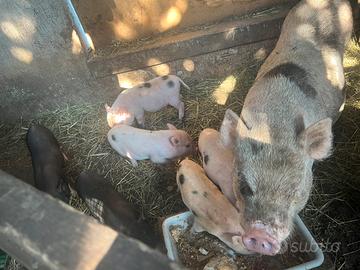 Mini pig