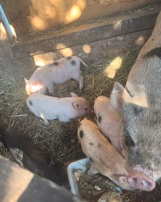 Mini pig