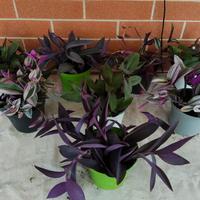Piante Tradescantia in vaso