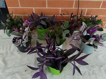 Piante Tradescantia in vaso