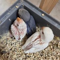 Pulli di inseparabile