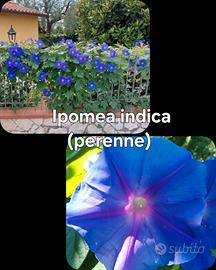 Semi e piante