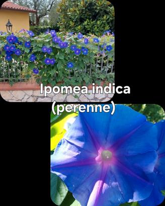 Semi e piante