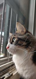 Gatto 1 anno e mezzo