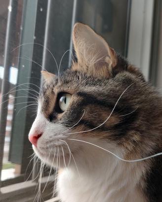 Gatto 1 anno e mezzo