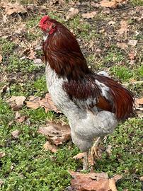 Coppia polli Araucana