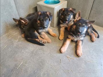 Cuccioli di pastore tedesco