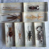 insetti da collezione 