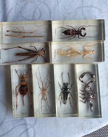 insetti da collezione 