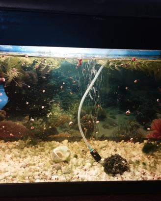 Acquario con pompa e ossigenatore