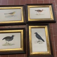 Set 4: quadro con stampe di uccelli