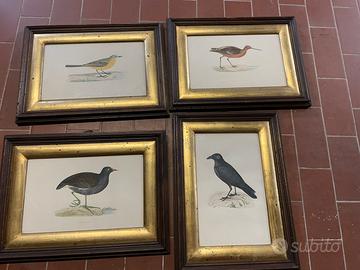 Set 4: quadro con stampe di uccelli