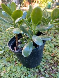 piantine di crassula