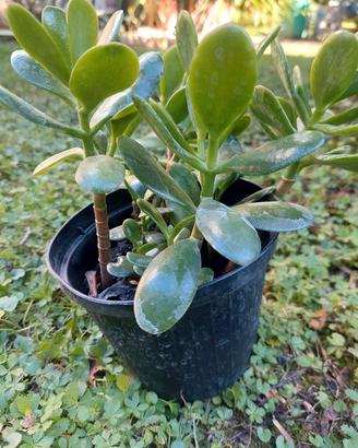 piantine di crassula