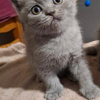 British Shorthair Blue