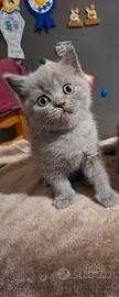 British Shorthair Blue