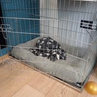 kennel per cani 
