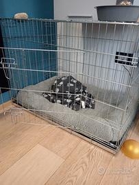 kennel per cani 