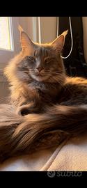 Accoppiamento Maine coon