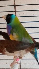 Diamanti di Gould