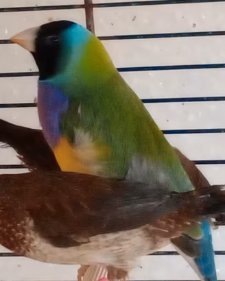 Diamanti di Gould