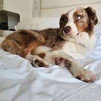 Pastore australiano e border collie