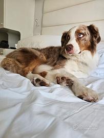 Pastore australiano e border collie