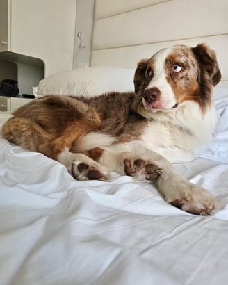 Pastore australiano e border collie